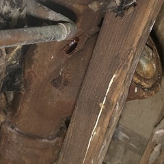 fiberopptic freestyle - ho$t