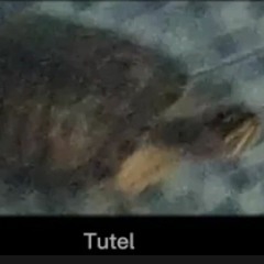 Tutel!