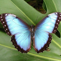 butterfly