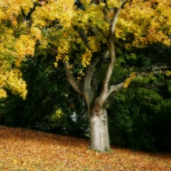 III. Adagio. Andante from Mozart's Serenade for Winds, K. 361