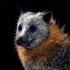 2025.07.31 Suburban Speech of a Grey-headed Flying Fox 1