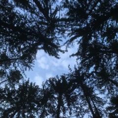 FOREST (x YUNG RAVN)