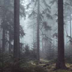 A misty, cold morning with singing Redwing, Robin and Yellowhammer
