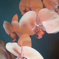 Slow Down - Mac Ayres [Arlynne Kayla Cover]