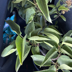 bad prescription (Hospital Bracelet Cover)