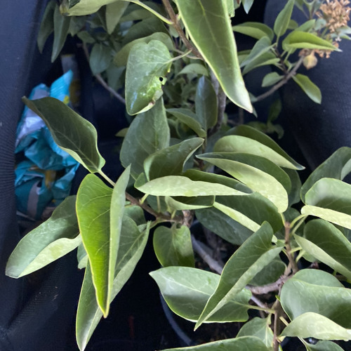 Stream bad prescription (Hospital Bracelet Cover) by Murf Listen