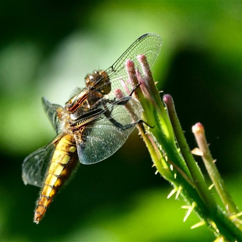 Daphne's Dragonfly : ) Dave McDonald