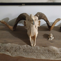 Huitième épisode : Quel match ? Il n'y a pas eu de match !