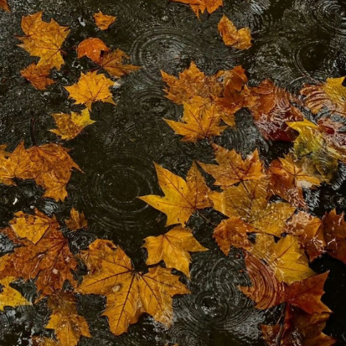 AUTUMN MAZE (Feat. FASTELL)