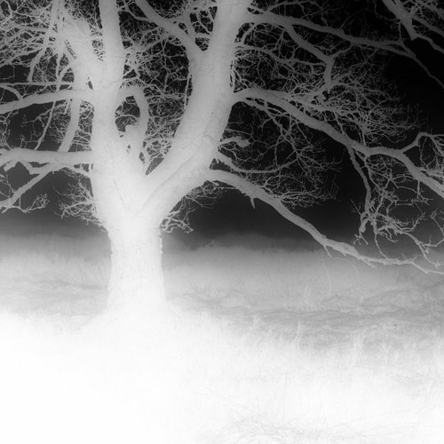 connection (wh1teshape)