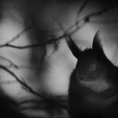 Duello Pak + Feb '22