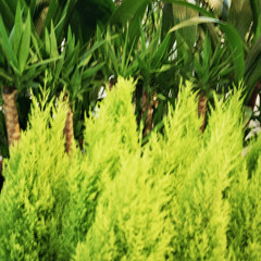 Backyard Noise