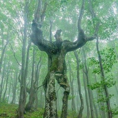 Waldkind Trance