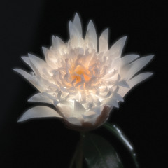 Time Is A Flower (Telenoir Version)