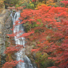 フォールオブマルーン #1