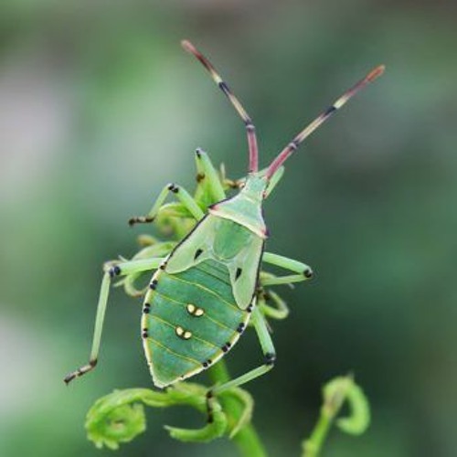 HK_Calm-&-Steady_tracks_12