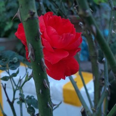 Glass tears | Chicolus