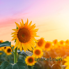 sunflower fields