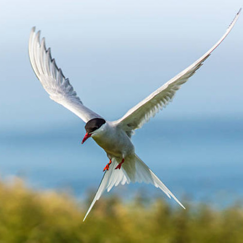 Stella Maris, Stella Caeli, Sterna Paradisaea 06. The Sky Harps in Our Feathers