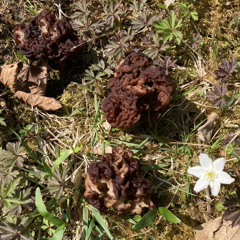 Ease with the breeze