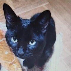 Adios a mi gato Morsi, fue injusto....mp3