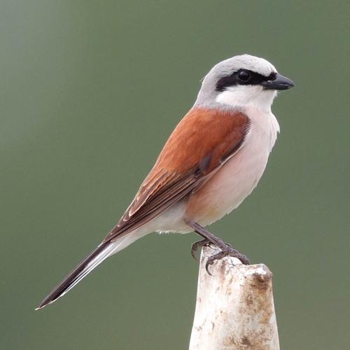 Red-backed Shrike - calls and song