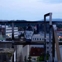 boy swipe cold 1 demo unmixed