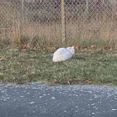 miss u (feat. koda.kys)