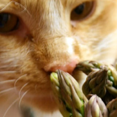 Cats and Asparagus - Crispy (Freestyle)