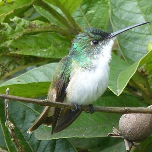 Deep Down In Carribean Sea