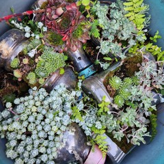 9.18.24 Organic Progressive Stream (some mic)