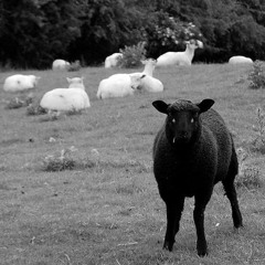 HVYHTTRS - BLACK SHEEP (ATLIENS COVER)