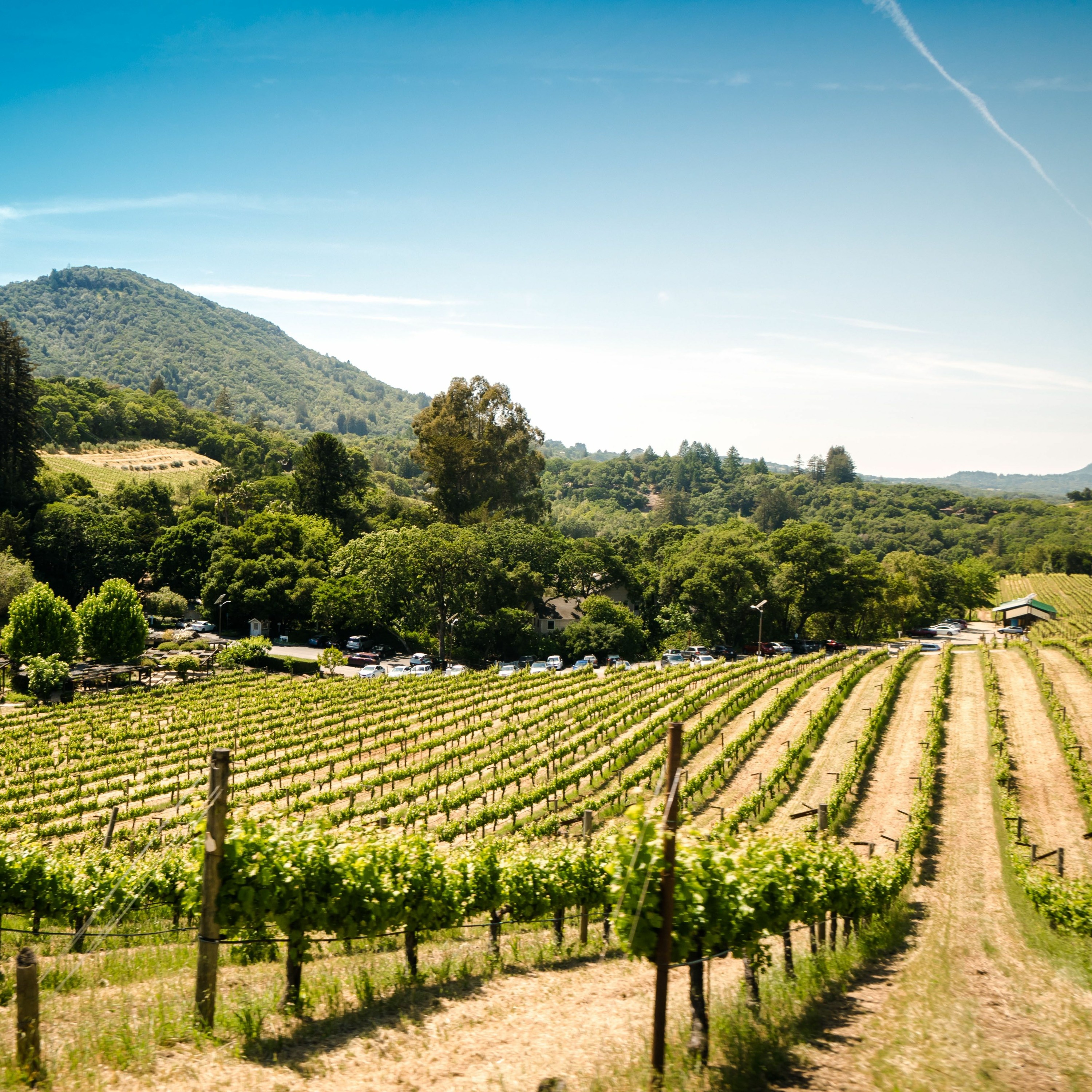 The Vineyard of the Lord - Matthew 21:33-46 - 2-28-21 Service episode artwork