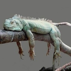 minhoca e faunos e flora e etc