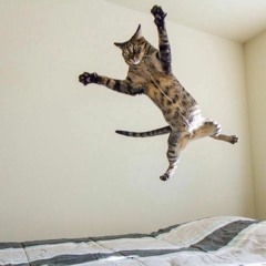 THEY JUMPING ME