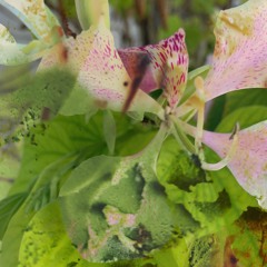 Valentía Y El Ciervo