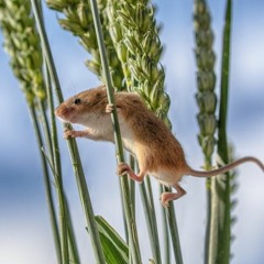 Harvest mouse call – British Trust for Ornithology