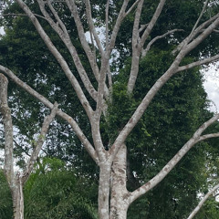 Colourful Dawn in the Andean Amazon Intersection