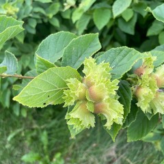 Hazelnut in Wisconsin with Jason Fischbach and Paul Ronsheim