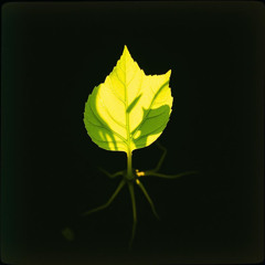 Stick With the Leaf