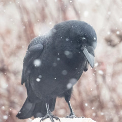 Soft snow instrumental