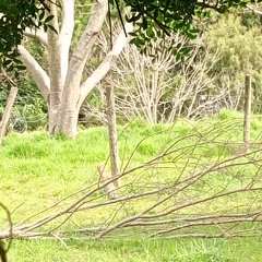 askegutt - the wizards guinomoa sick witches the whole kingdom at war as if it were a game dark fant