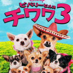 ビバリーヒルズチワワ3