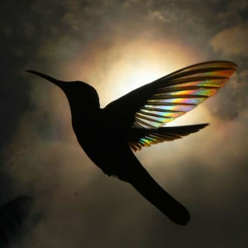 Absynth Candy - Black Colibri (Original mix)