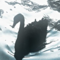 black swan