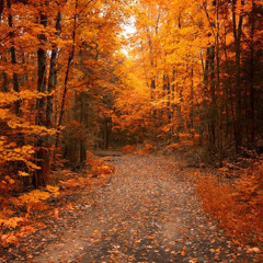 Bman - Fall