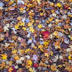 Schubert D.821 - Allegro Moderato