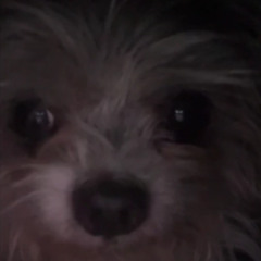 i dont like this song