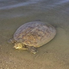 Just 2 - instrumental