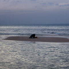 (ولقد أريناه آياتنا كلها فكذب وابى)  محمد ايوب